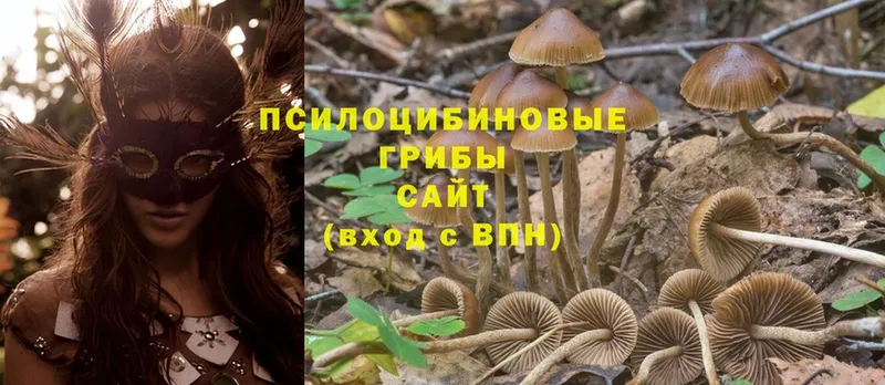 Галлюциногенные грибы Psilocybe  Ворсма 